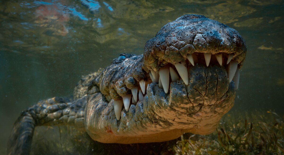 Es ist ein Krokodil unter Wasser zu sehen. 