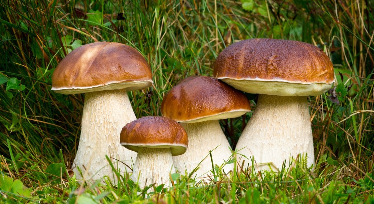 Steinpilze: Gruppe von Steinpilzen auf Waldboden.