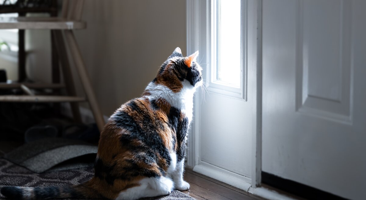 Ab wann fühlen sich die Vierbeiner einsam? Wir verraten Ihnen, wie lange Sie Ihre Katze allein lassen können.