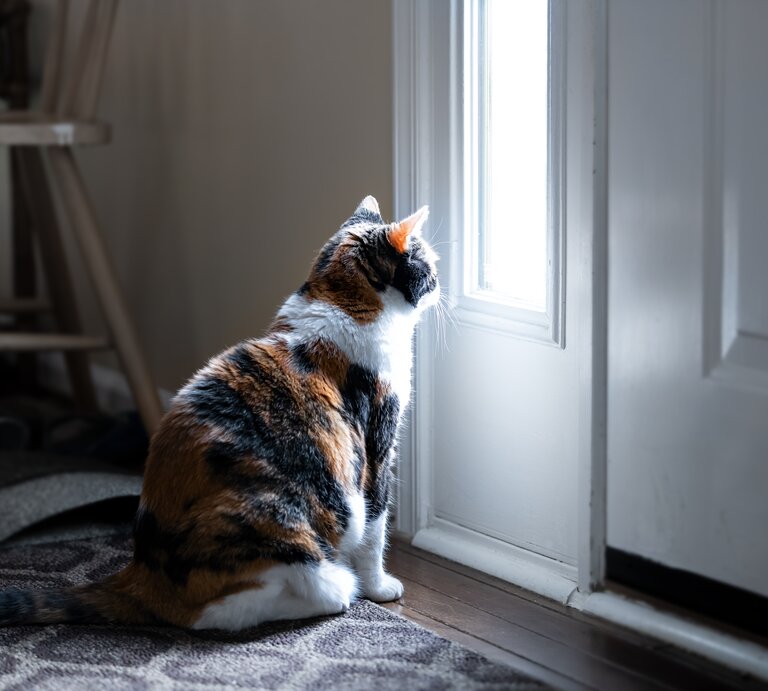 Ab wann fühlen sich die Vierbeiner einsam? Wir verraten Ihnen, wie lange Sie Ihre Katze allein lassen können. | © Shutterstock/Andriy Blokhin