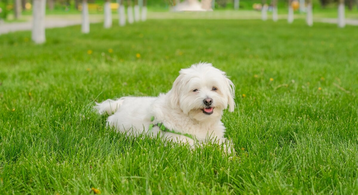 Der maltesische Hund liegt auf dem Gras im Park.