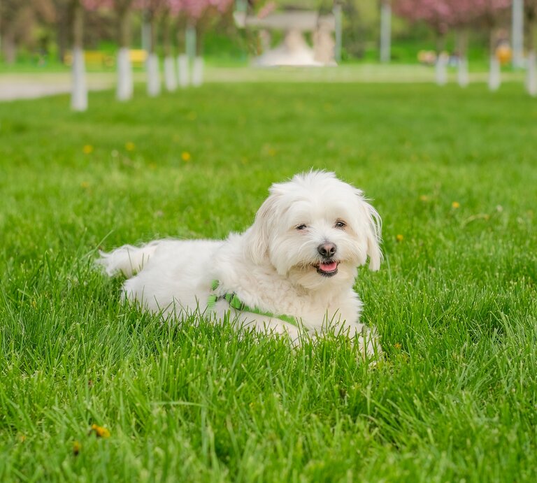 Der maltesische Hund liegt auf dem Gras im Park. | © shutterstock/Carnivorka