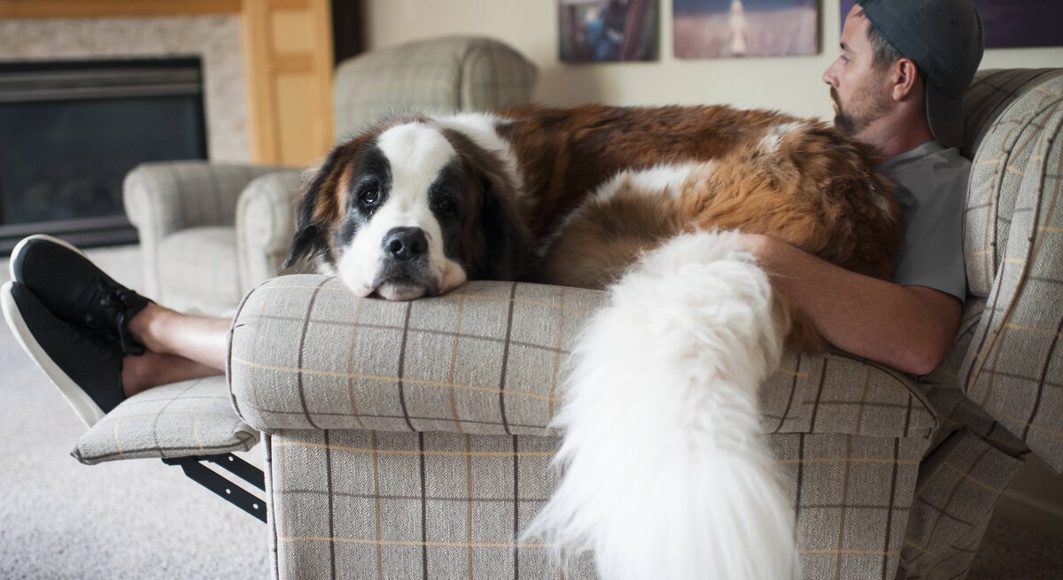 Ein Bernhardiner liegt bei seinem Herrchen auf der Couch.