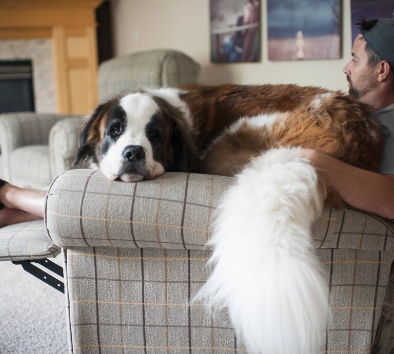 Ein Bernhardiner liegt bei seinem Herrchen auf der Couch. | © IMAGO/Cavan Images