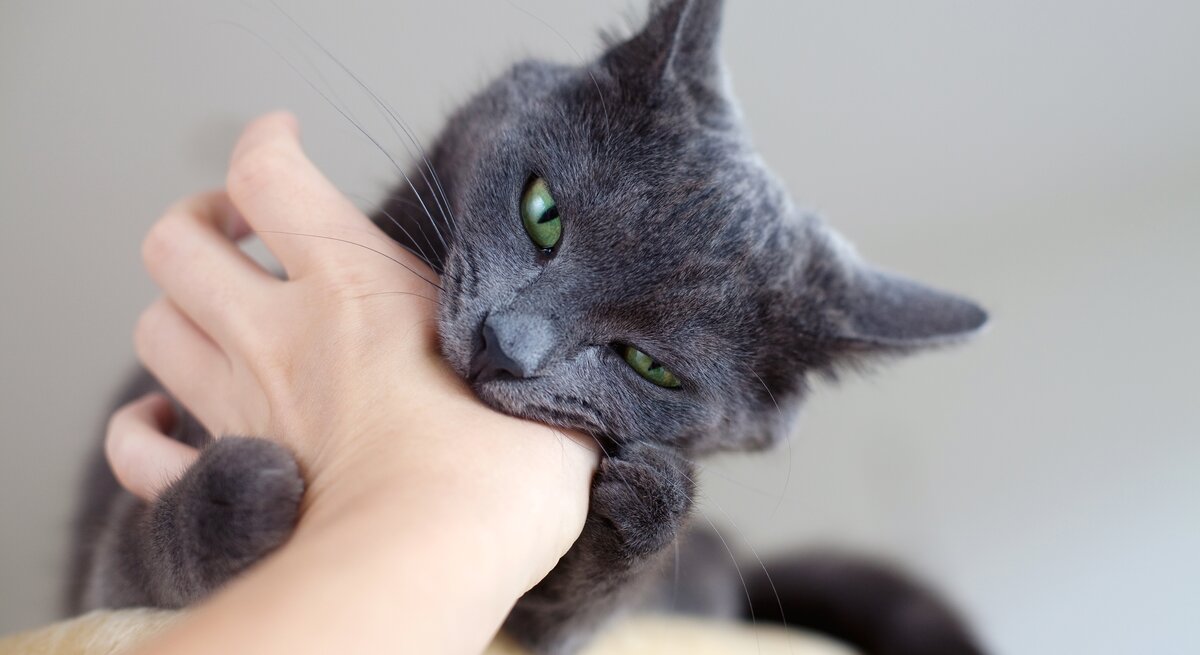 Graue Katze mit grünen Augen beißt in eine Hand.
