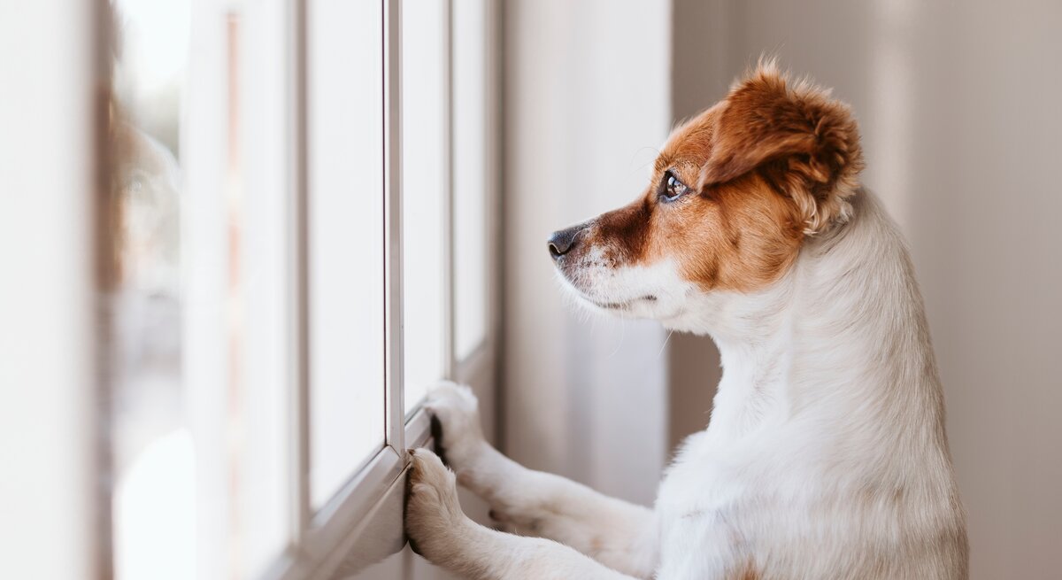 Junger Hund steht am Fenster und schaut nach draußen. 