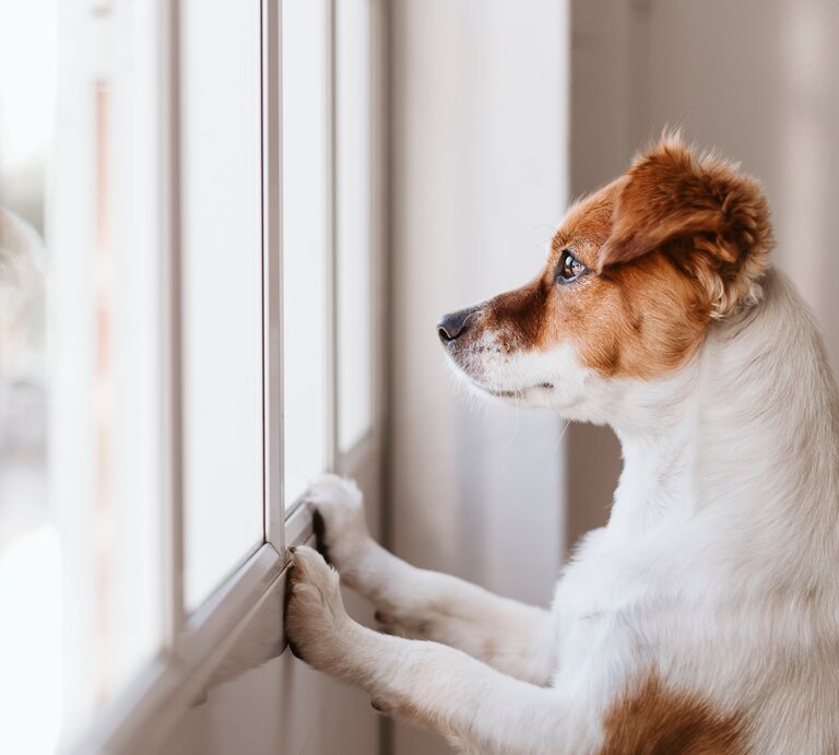 Junger Hund steht am Fenster und schaut nach draußen.  | © Shutterstock/eva_blanco