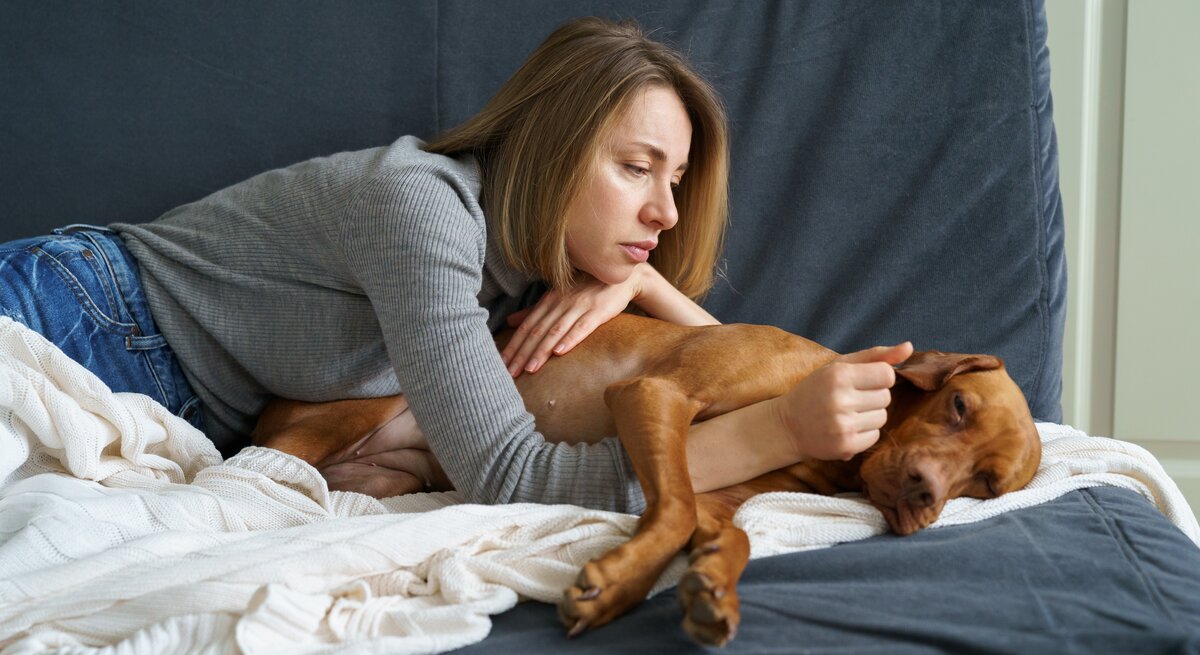 Ein schwacher Hund liegt träge auf dem Bett und sein Frauchen streichelt ihn.