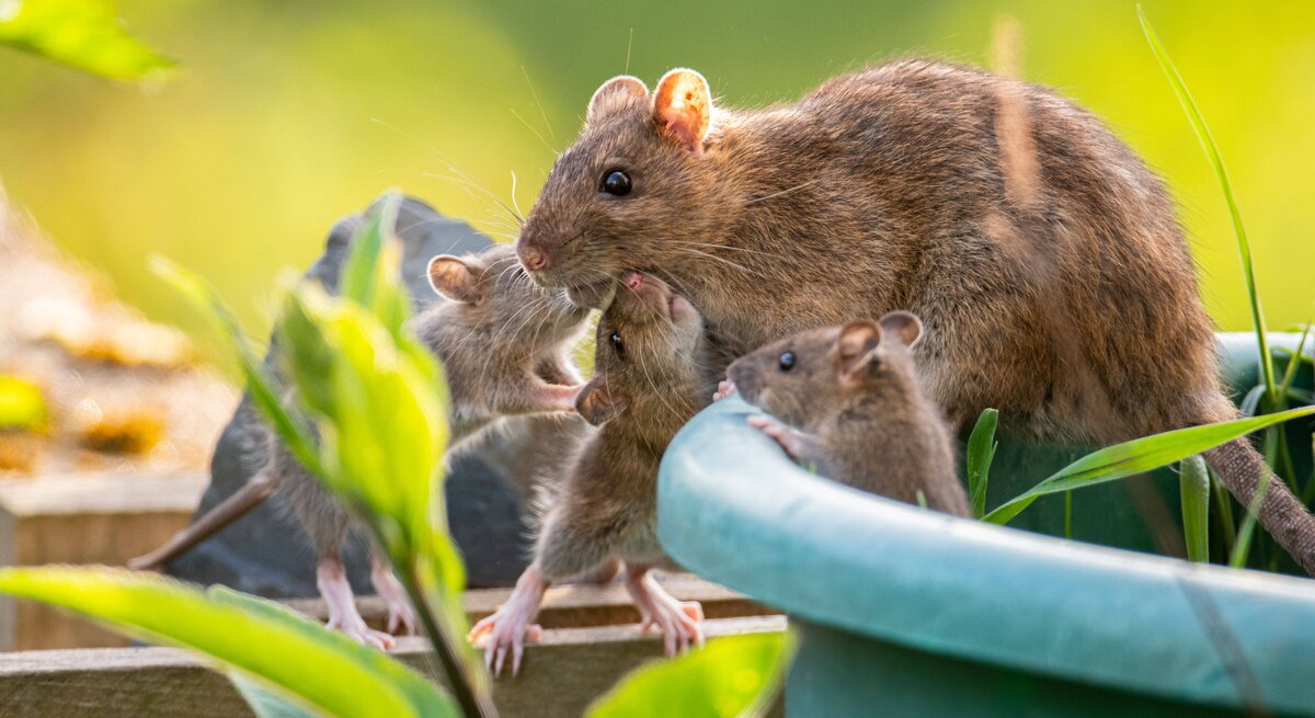 Ratten im Garten