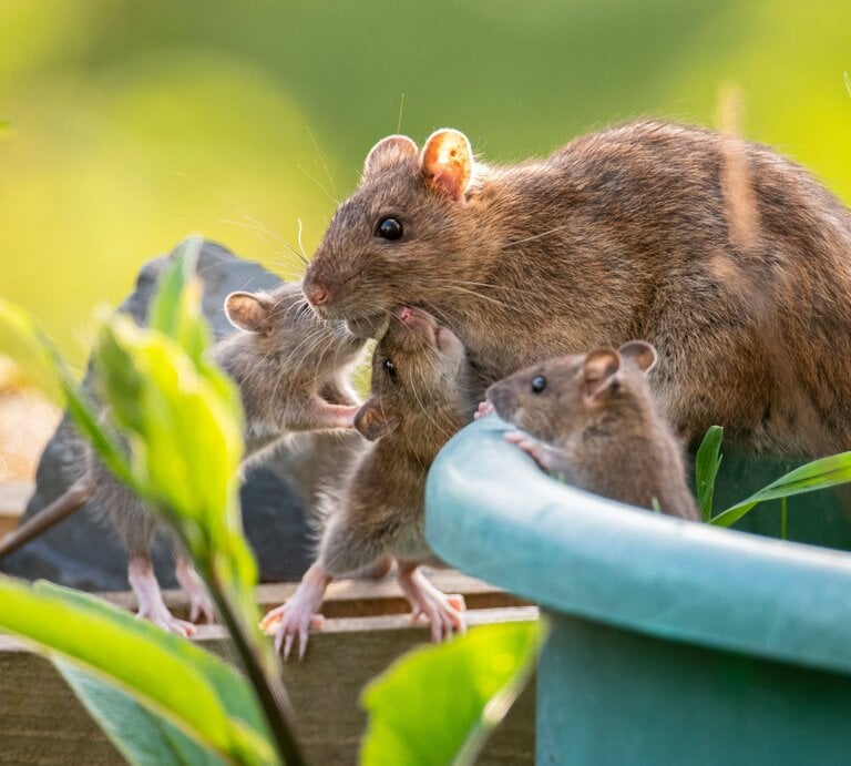 Ratten im Garten | © IMAGO / ZUMA Wire
