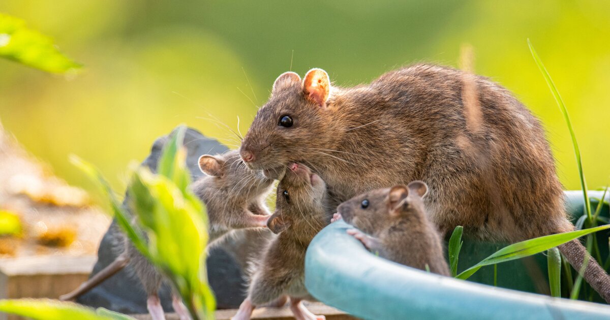 Ratten im Garten: Einfacher Hinweis zeigt, dass du handeln musst