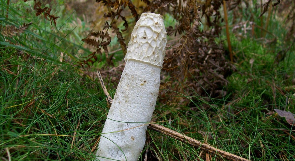 Pilz Phallus impudicus, auch bekannt als Stinkmorchel. Er ist für seine charakteristische Form bekannt, die einem Phallus ähnelt, und für seinen intensiven Geruch, der Insekten anzieht. Dieser Pilz wird oft im Wald unter Laub und in feuchten Gebieten gefunden.