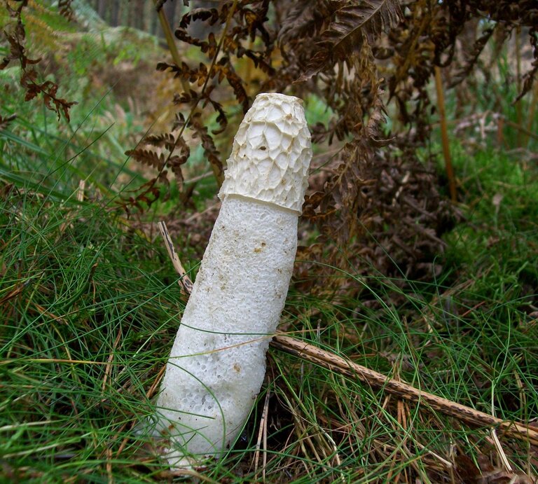 Pilz Phallus impudicus, auch bekannt als Stinkmorchel. Er ist für seine charakteristische Form bekannt, die einem Phallus ähnelt, und für seinen intensiven Geruch, der Insekten anzieht. Dieser Pilz wird oft im Wald unter Laub und in feuchten Gebieten gefunden. | © Getty Images / Adam88xx