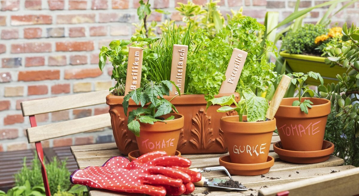 Tisch mit Küchernkräutern im Pflanztopf, bunten Gartenhandschuhen und einer Schaufel. 