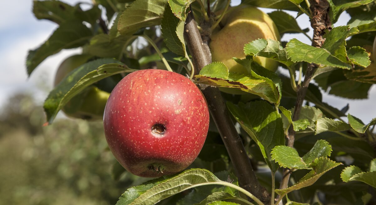 Roter Apfel mit Wurmloch hängt an einem Apfelbaum.
