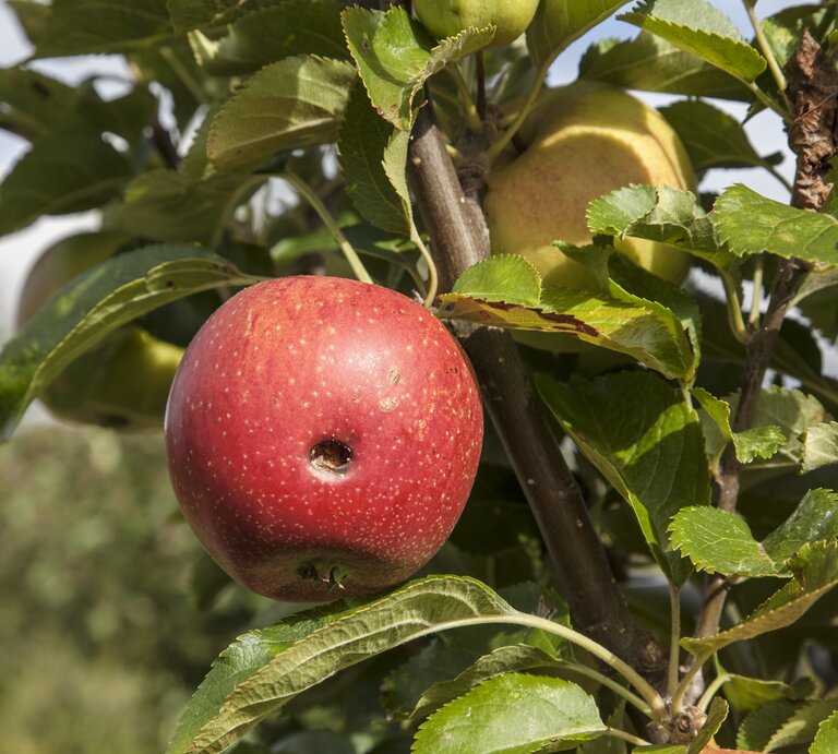 Roter Apfel mit Wurmloch hängt an einem Apfelbaum. | © Getty Images/carstenbrandt