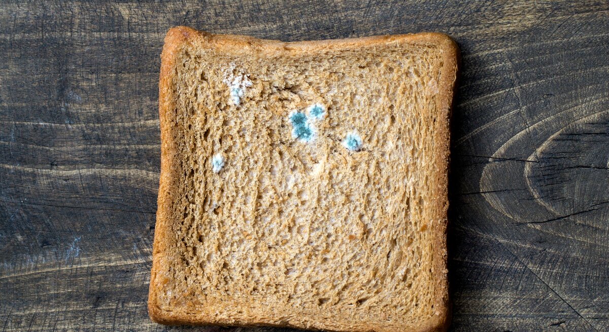 Ein verschimmeltes Toastbrot liegt auf einem Tisch 
