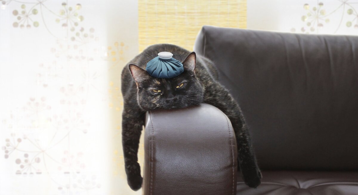 Ein Kater liegt mit einem Kühlbeutel auf dem Kopf auf der Lehne einer Couch.