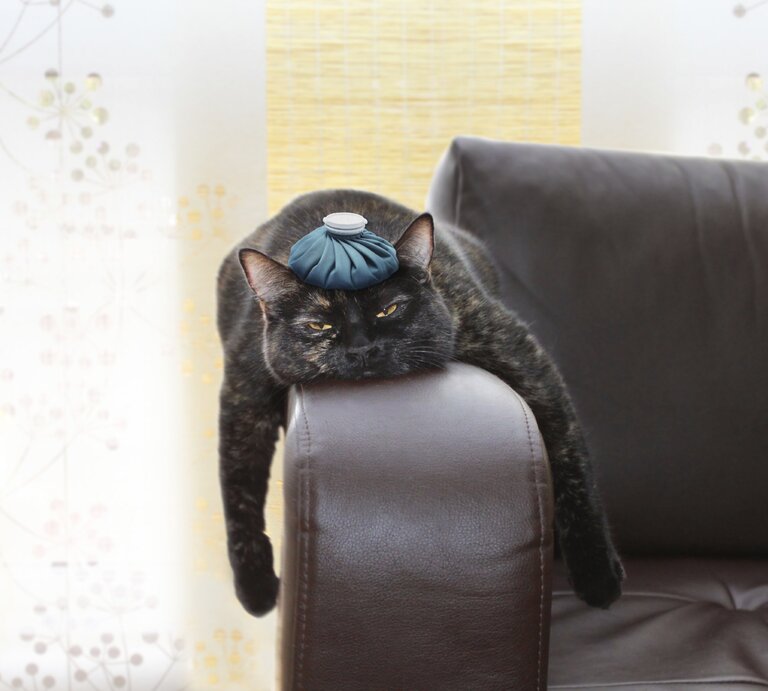 Ein Kater liegt mit einem Kühlbeutel auf dem Kopf auf der Lehne einer Couch. | © © iStock / liveostockimages
