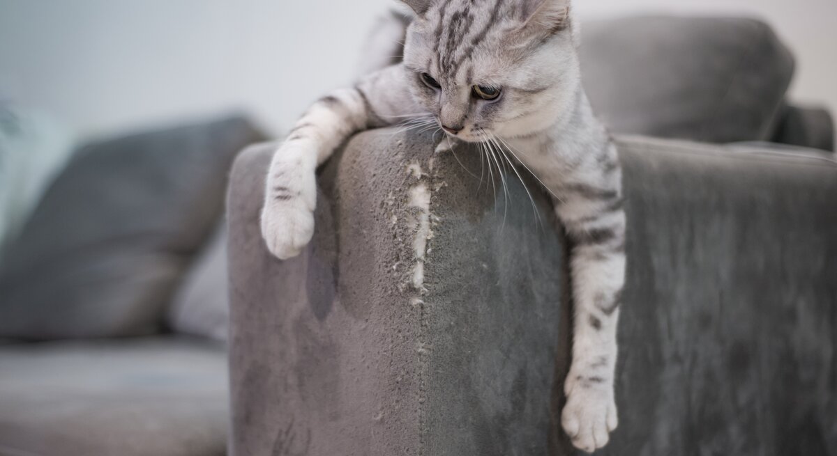 Katze kratzt an Sofakante.