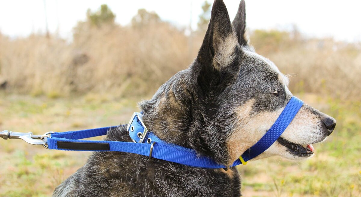 Schäferhund mit Halfter, einem sogenannten Halti