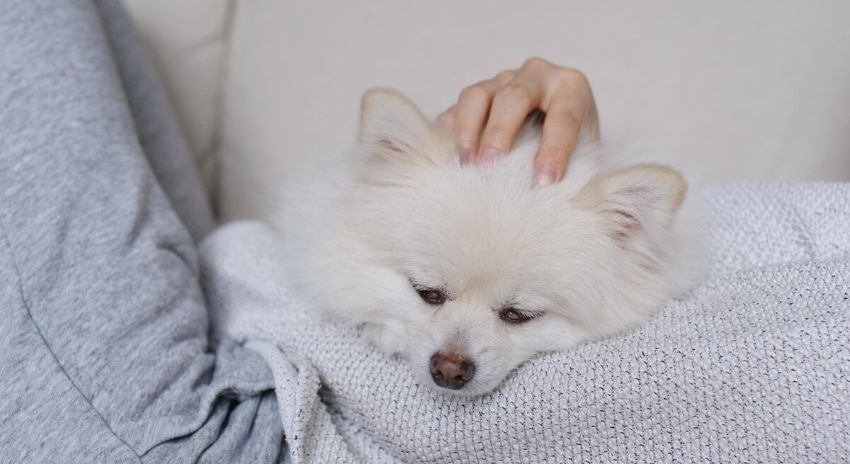 Kleiner Hund, der auf einem Sofa liegt. Er wirkt entspannt und schläfrig, während eine Hand ihn sanft am Kopf streichelt. Der Hund hat dichtes, weiches Fell und seine Augen sind halb geschlossen.