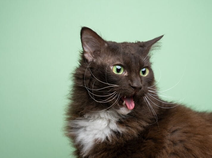 Braun-weiße Katze vor einem grünen Hintergrund streckt die Zunge raus. | © Shutterstock/Nils Jacobi