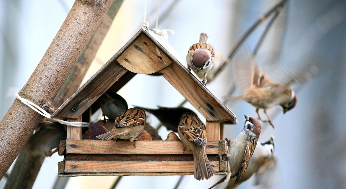 Viele Spatzen sitzen in einem Vogelhäuschen aus Holz. 