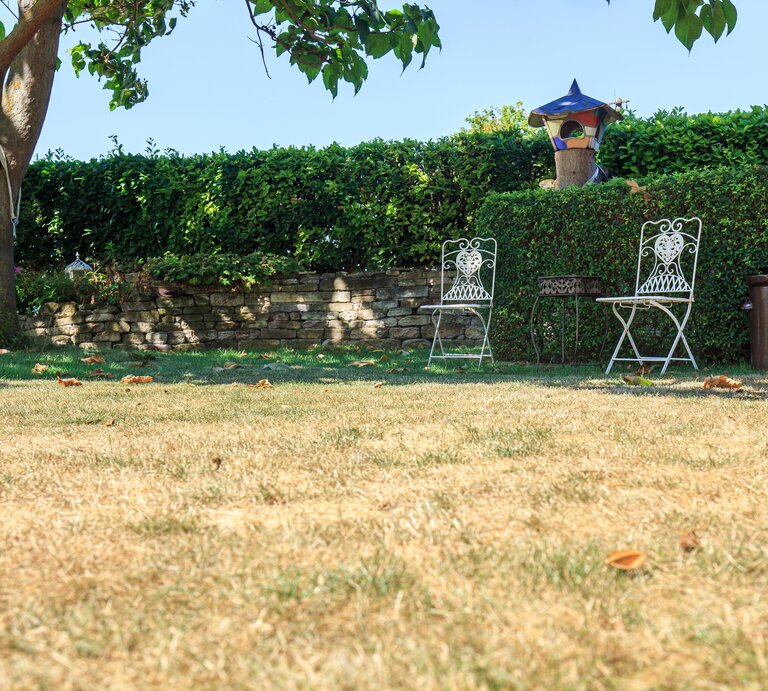 Ein Garten mit vertrocknetem Rasen. | © Shutterstock/Mabeline72