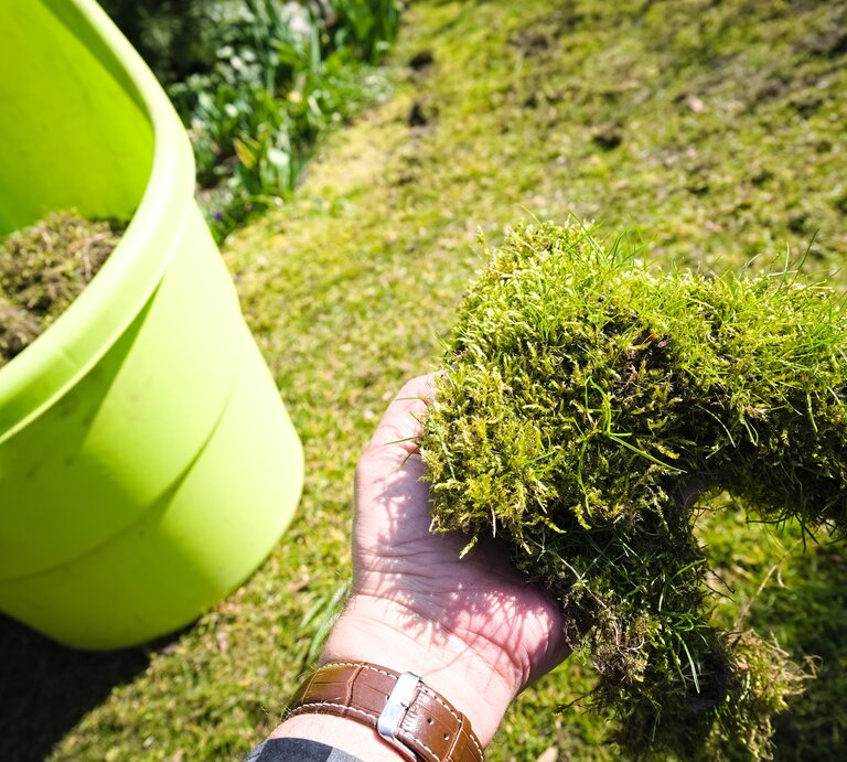 Jemand hält Moos in der Hand. Daneben ist ein Eimer mit Moos zu sehen. | © Shutterstock/aRTI01