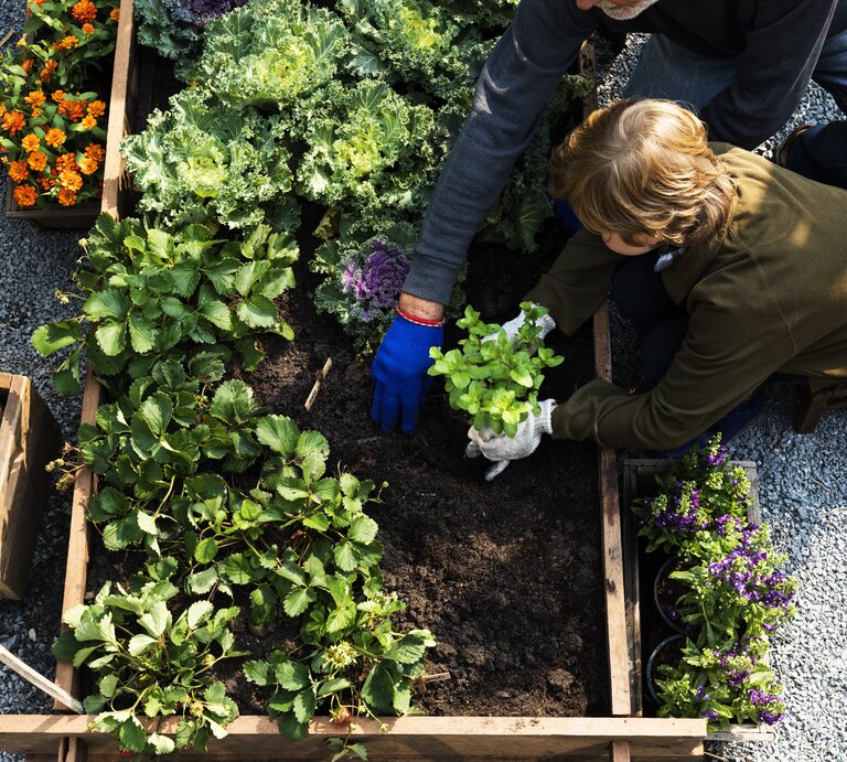 Vater und Kind pflanzen gemeinsam Pflanzen in einem Beet an. | © Shutterstock/Rawpixel.com