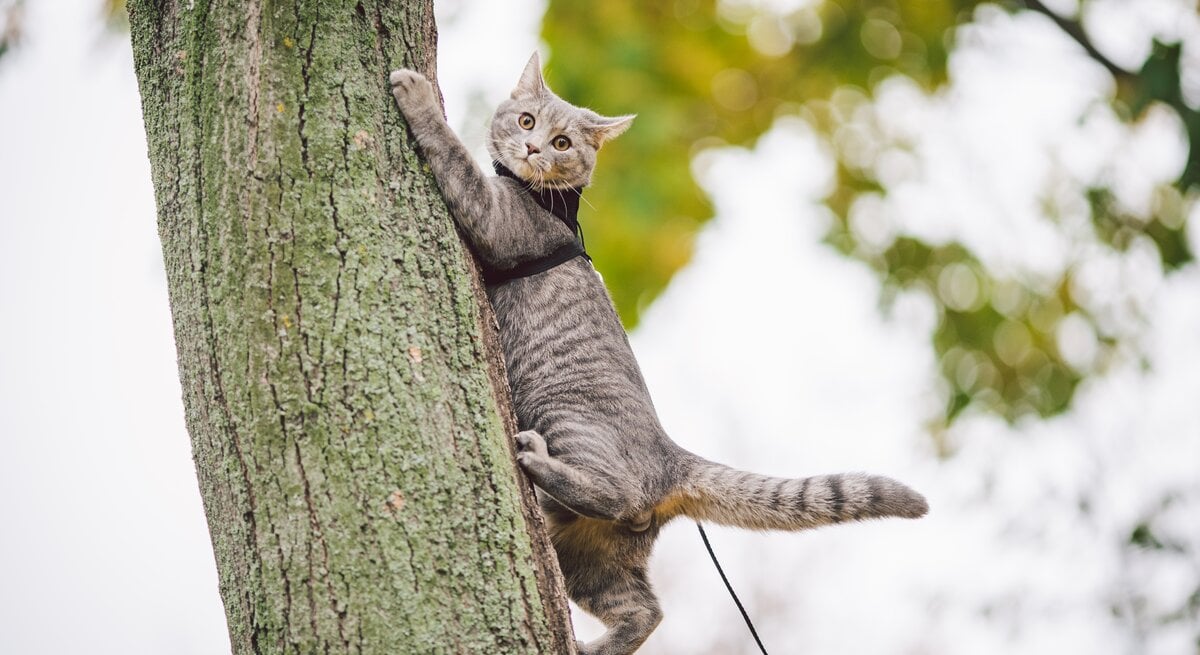 Katze klettern einen Baumstamm hoch.