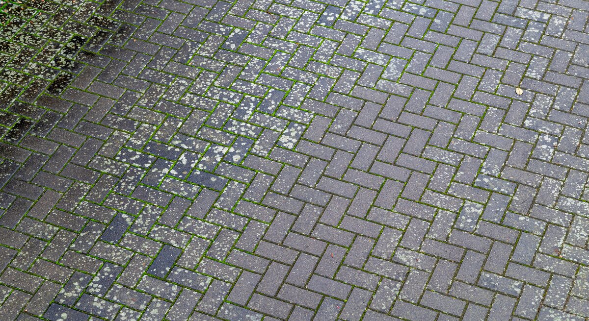 Zu sehen sind Flechten auf Pflastersteinen.