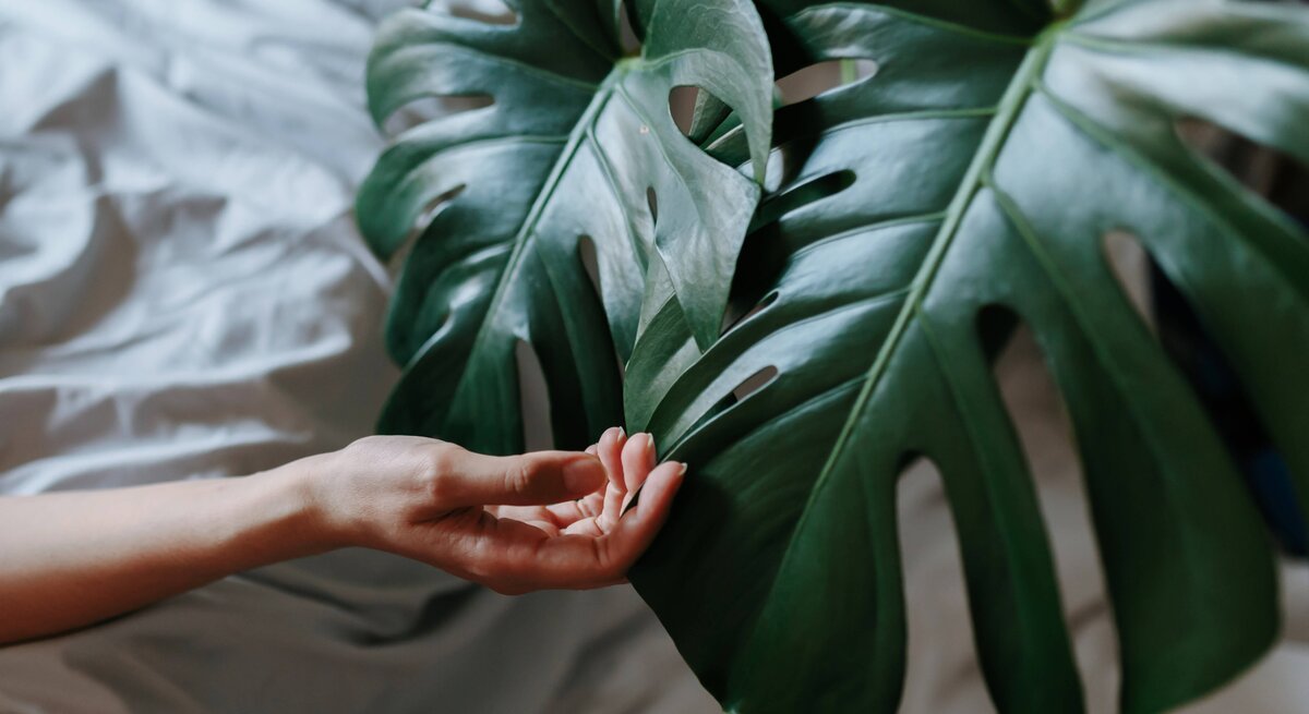 Hand berührt die großen Blätter einen Monstera. Der Hintergrund ist ein weißes Bettlaken. 