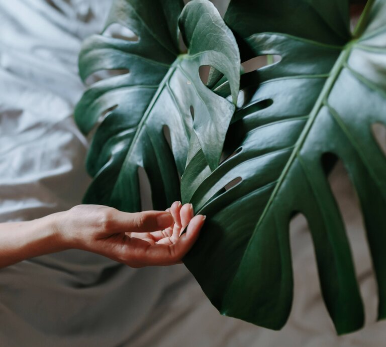 Hand berührt die großen Blätter einen Monstera. Der Hintergrund ist ein weißes Bettlaken.  | © imago-images.de/Cavan Images