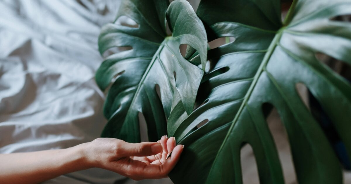 Monstera-Pflege: Diese Fehler vergisst die Pflanze nicht