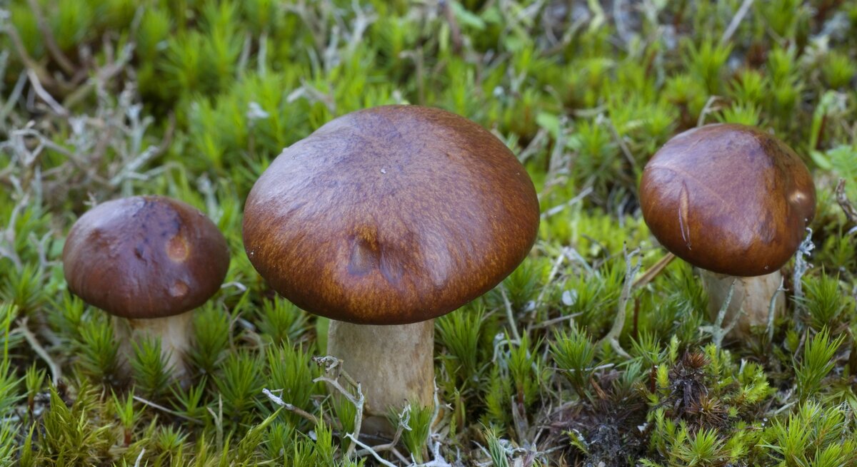 Der Butterpilz ist ein beliebter deutscher Speisepilz, der oft in Symbiose mit der Kiefer wächst. Worauf Sie achten sollten und wie Sie ihn am Besten zubereiten, erfahren Sie hier.