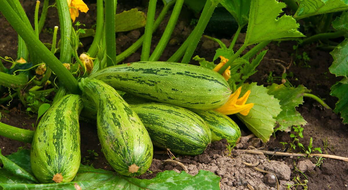 Selbst gezüchtete Zucchini können zwar verdammt gesund sein. Bei falscher Zucht aber auch sehr giftig.