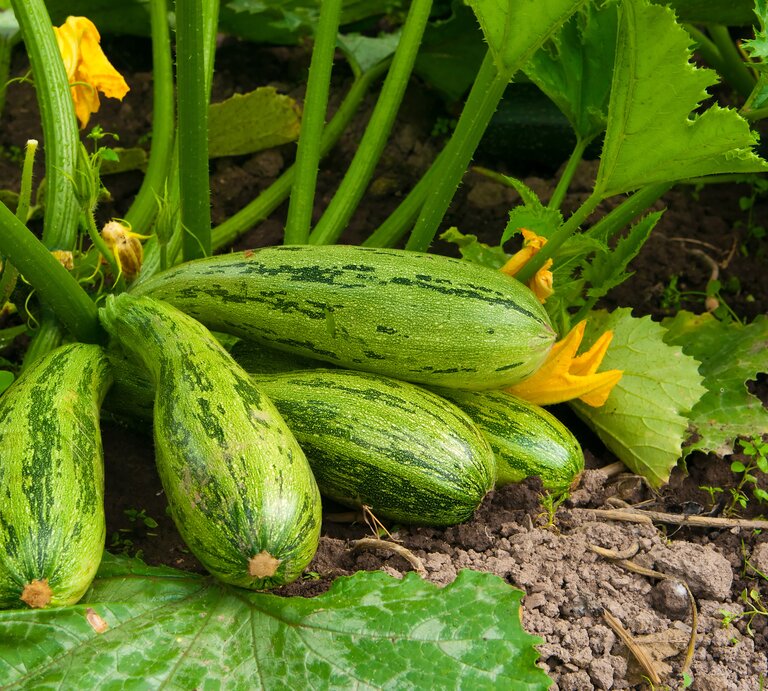 Selbst gezüchtete Zucchini können zwar verdammt gesund sein. Bei falscher Zucht aber auch sehr giftig. | © iStock.com/Leptospira