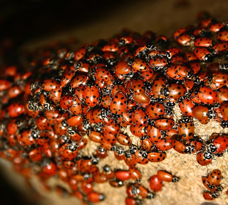 Eine große Ansammlung an Marienkäfern. | © iStock / jmontgomerybrown