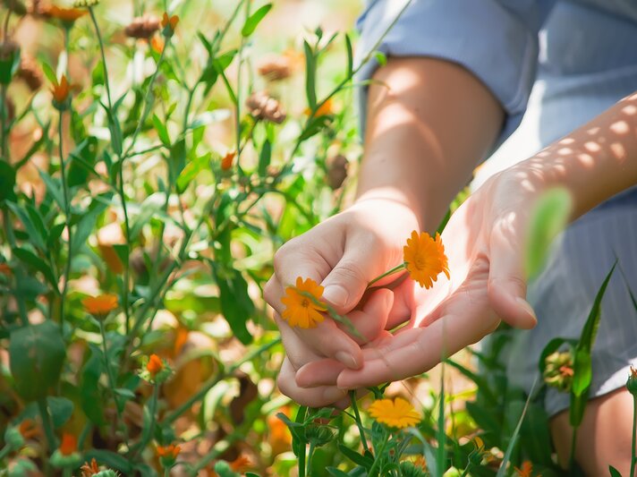 Auf einer Wiese hält jemand zwei Ringelblumen in der Hand. | © Shutterstock/Catherine Southhouse