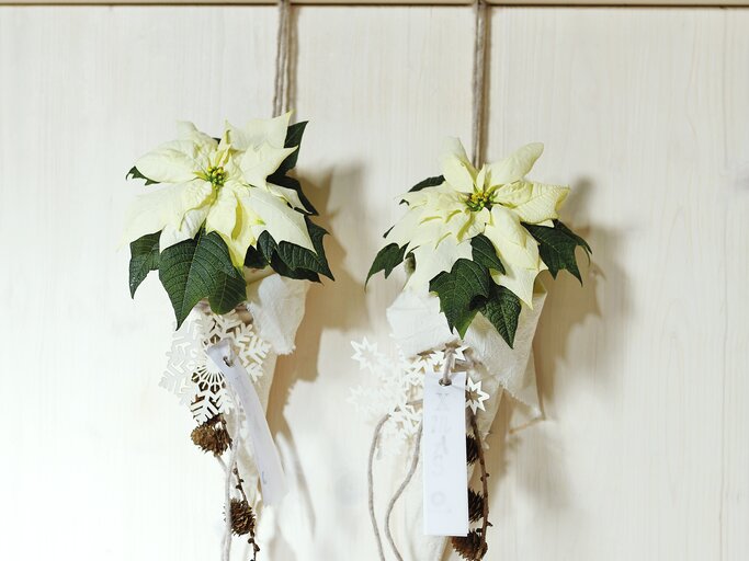 Weihnachtsstern Hängeschmuck | © starsuniteeurope.eu