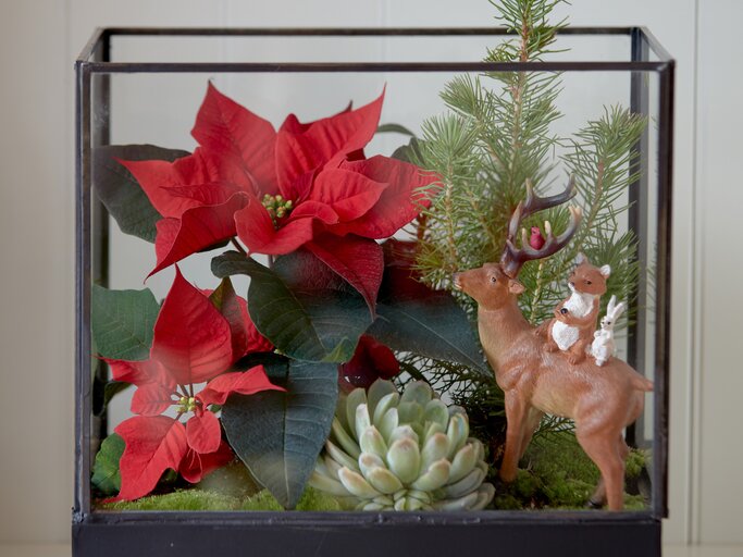 Winterliche Stimmung im Terrarium mit Weihnachtsstern  | © starsuniteeurope.eu