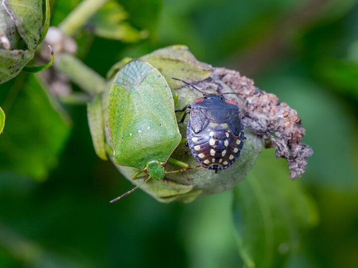 Nezara viridula 3.jpg | © Getty Images /	FCerez