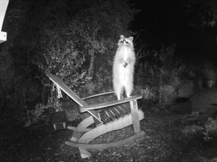 Ein Waschbär auf Futtersuche im Garten aufgenommen von einer Nachtkamera. | © IMAGO / teamwork