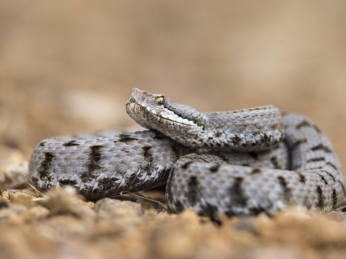 Aspisviper.jpg | © Fabrizio Moglia / GettyImages
