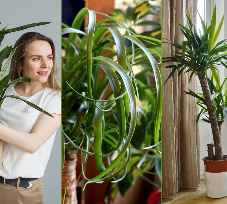 Bogenhanf, Elefantenfuß und Yucca-Palme | © iStock, Shutterstock [M]