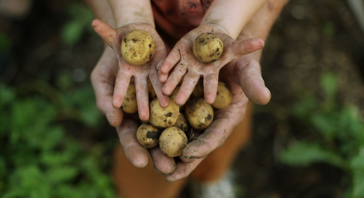 Kinderhände und Erwachsenenhände halten frisch geerntete, erdige Kartoffeln über einem Gemüsebeet im Garten gemeinsam empor.