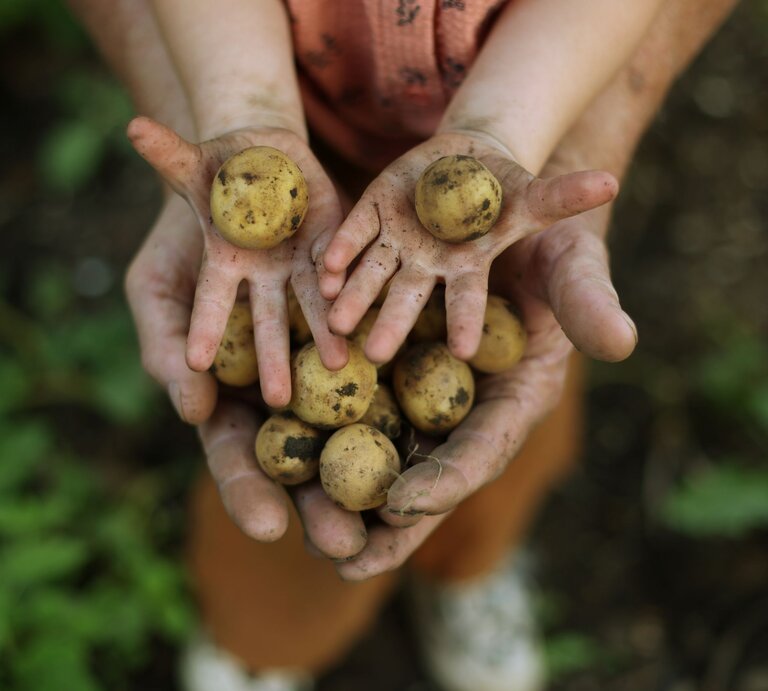 Kinderhände und Erwachsenenhände halten frisch geerntete, erdige Kartoffeln über einem Gemüsebeet im Garten gemeinsam empor. | © GettyImages/Catherine Delahaye