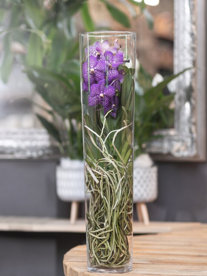 Eine violette Orchidee wächst im Glas. | © Shutterstock/Farhad Ibrahimzade